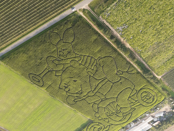 Maislabyrinth bei Weiterstadt