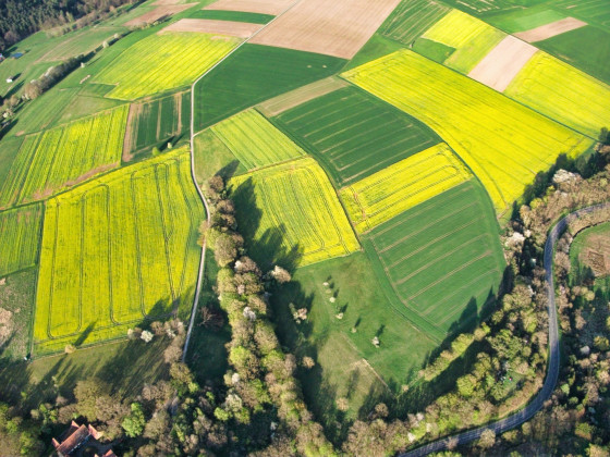 Rapsfelder bei Kirdorf